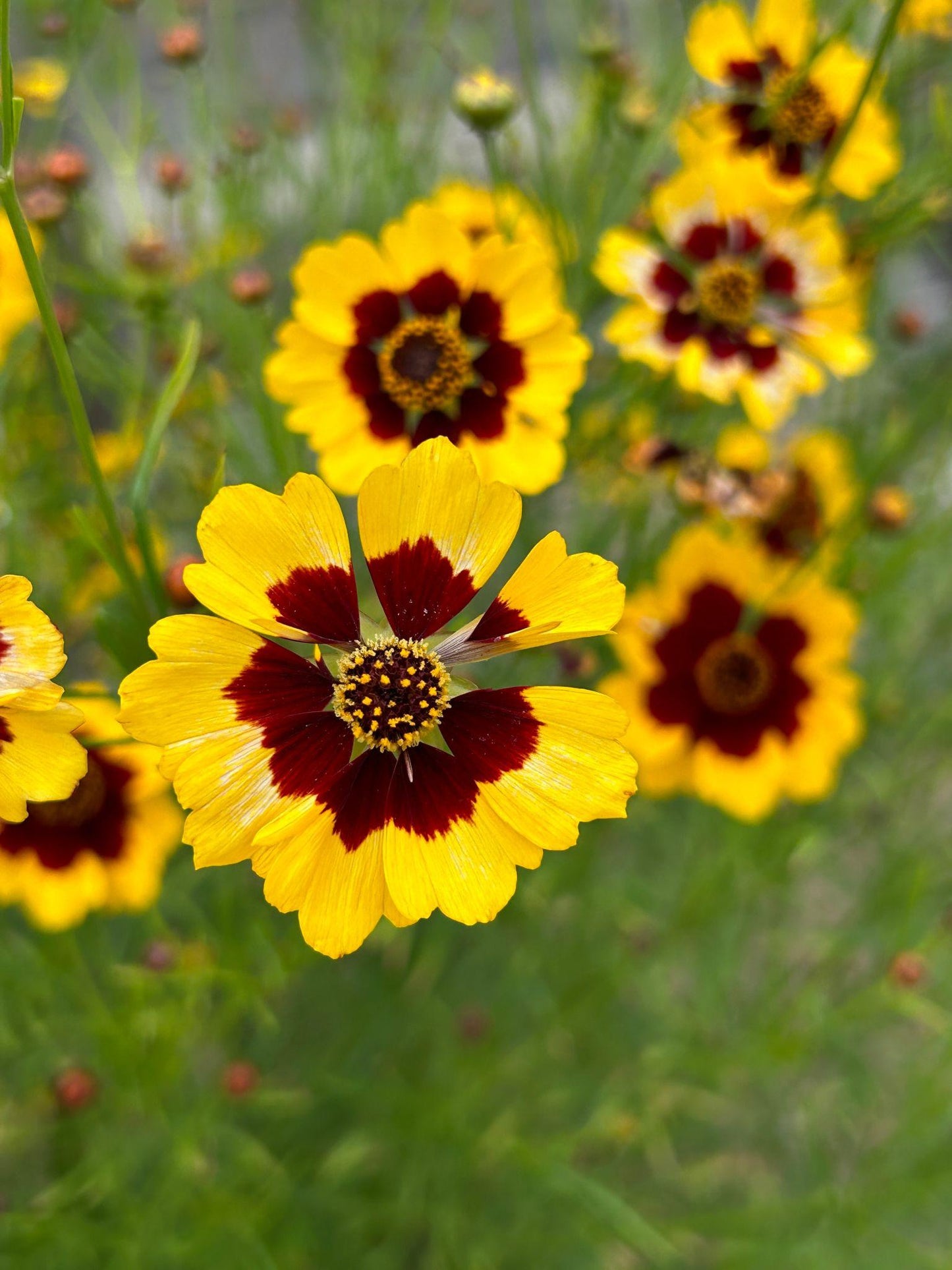 Coreopsis 'Honey Pots' (Tickseed)