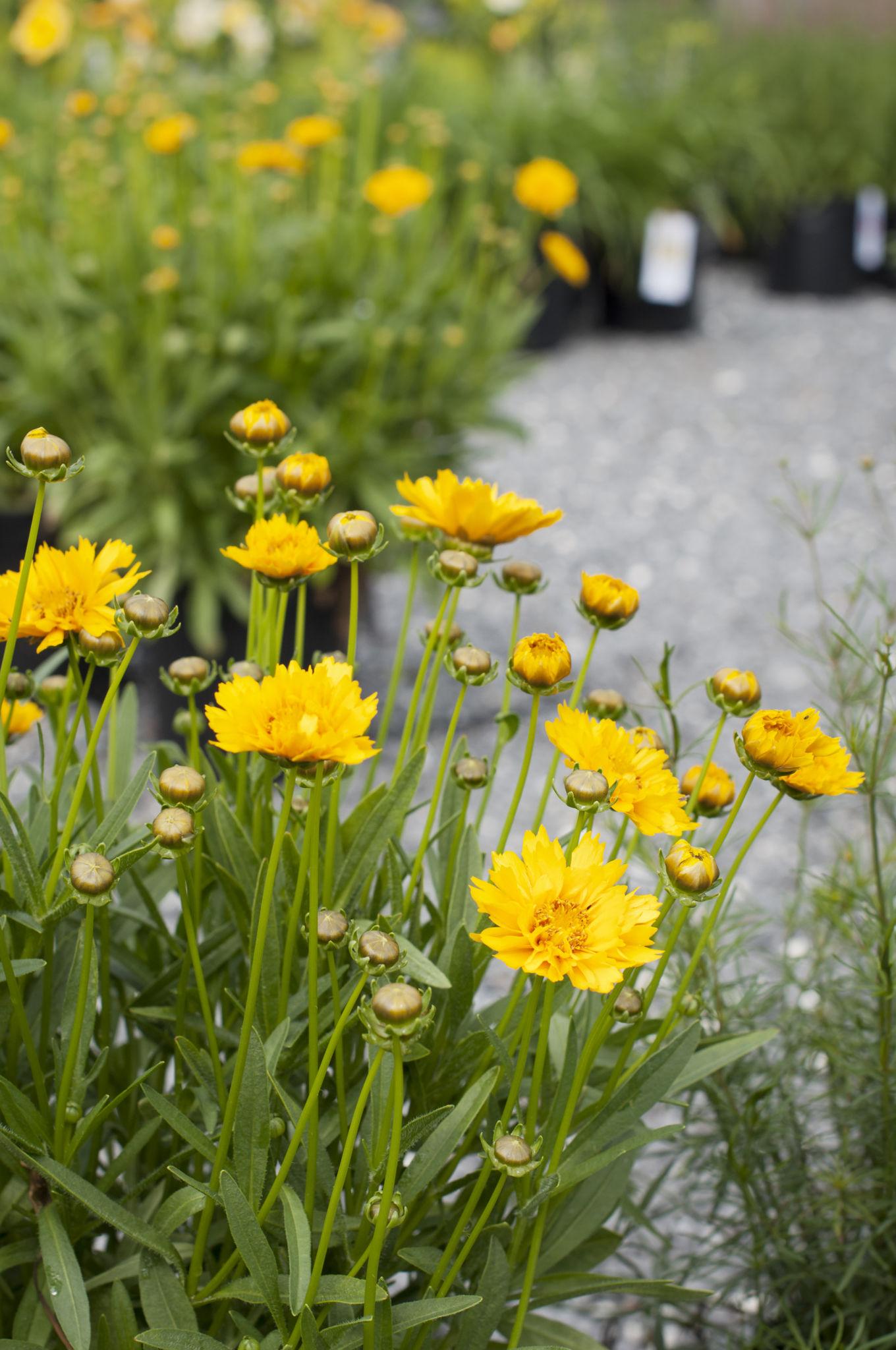 Coreopsis 'Honey Pots' (Tickseed)