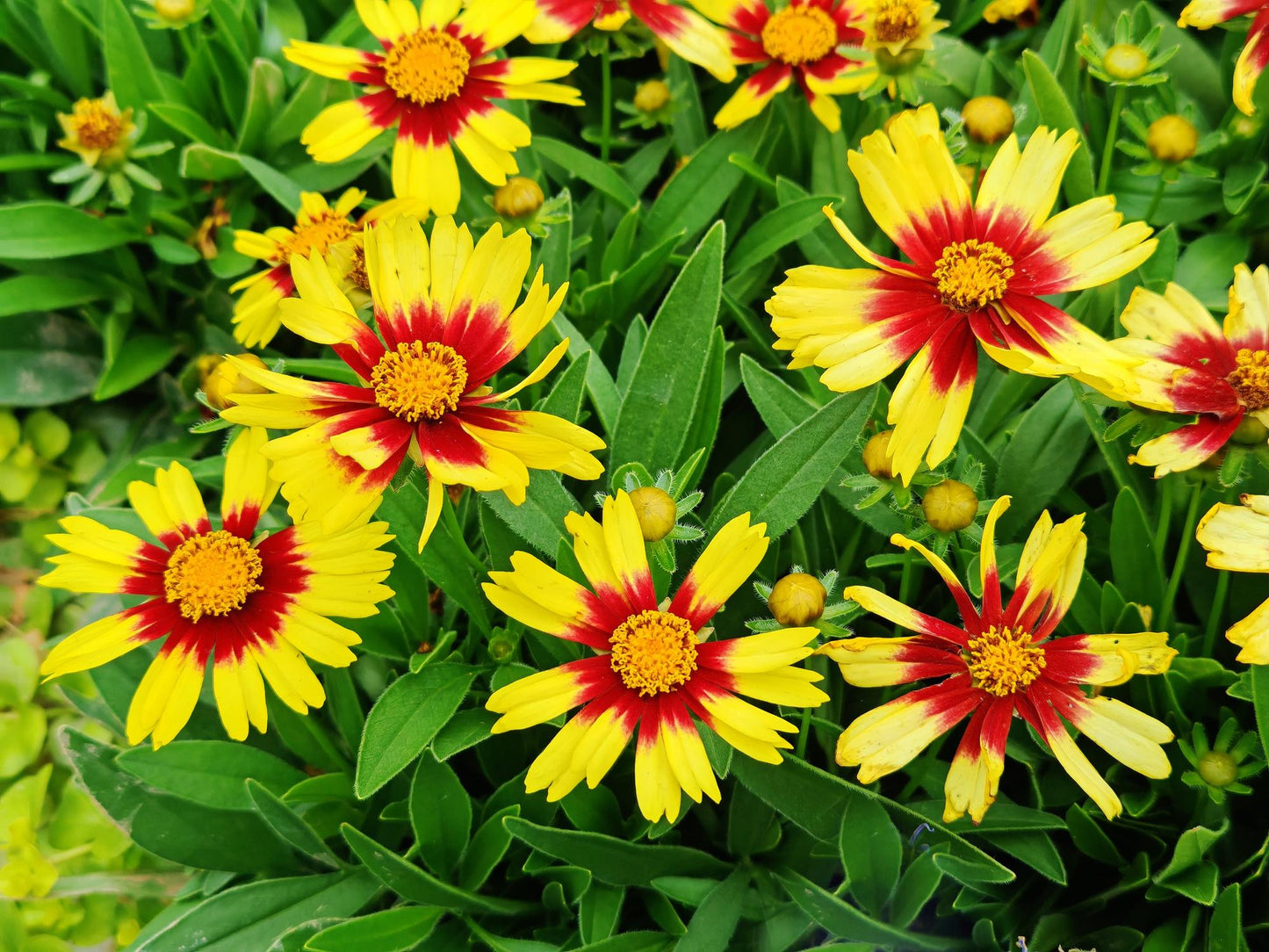 Coreopsis UpTick™ Yellow And Red (Tickseed)