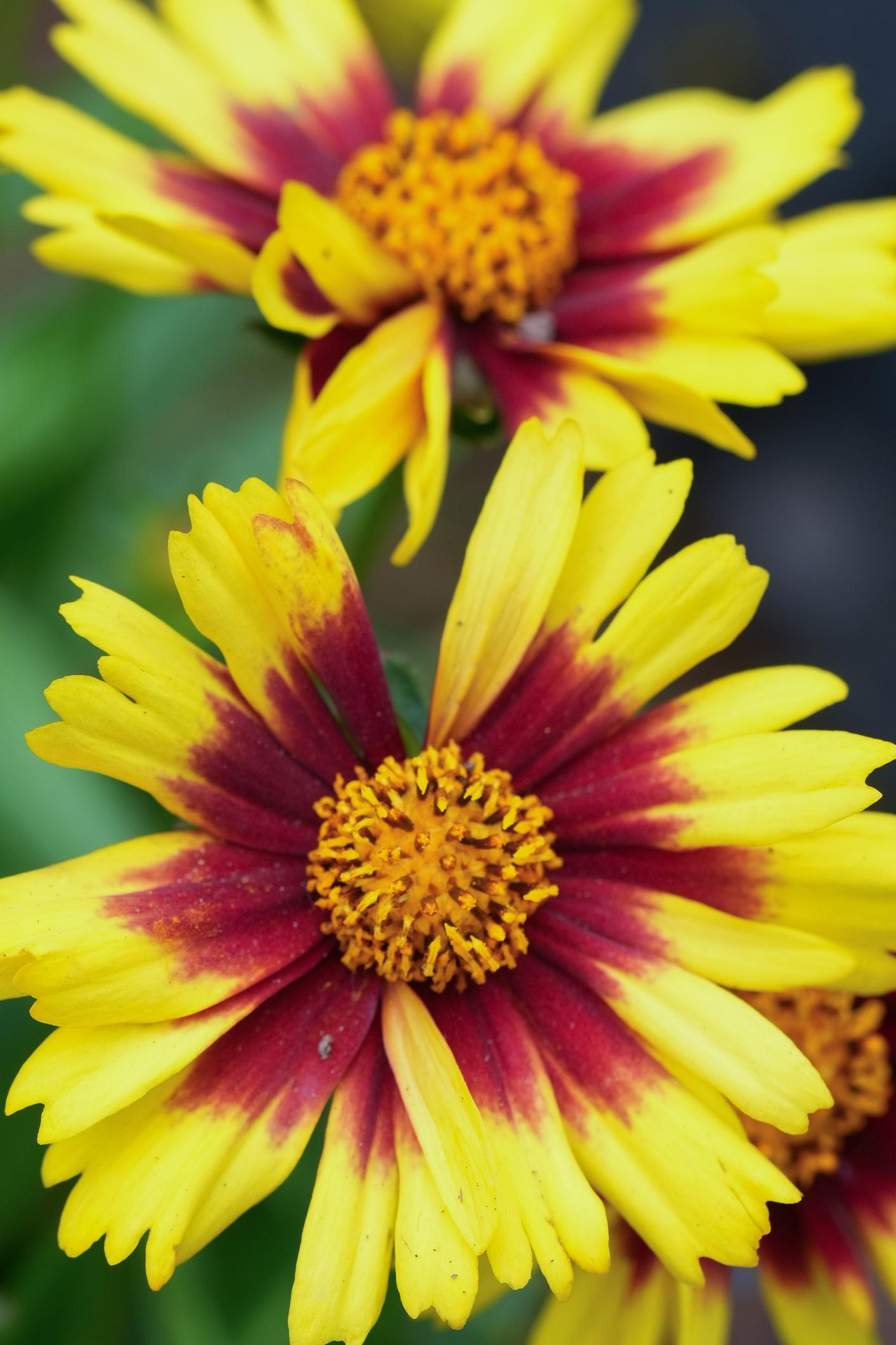 Coreopsis UpTick™ Yellow And Red (Tickseed)