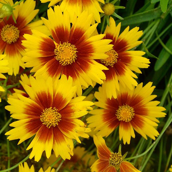 Coreopsis UpTick™ Yellow And Red (Tickseed)