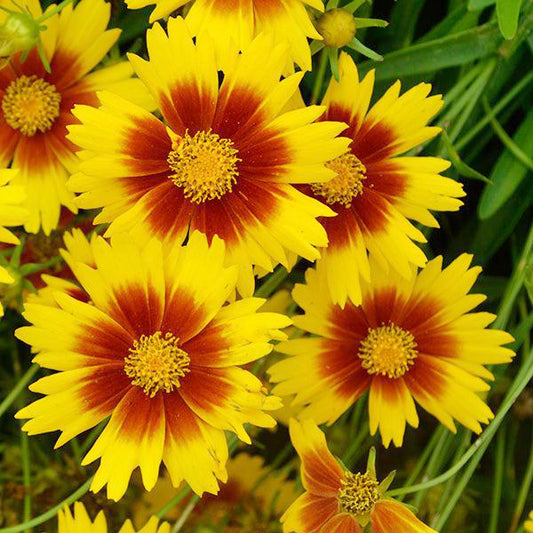 Coreopsis 'UpTick™ Yellow And Red' (Tickseed)