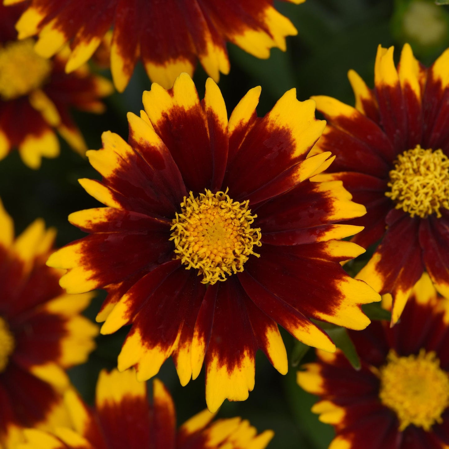 Coreopsis UpTick™ Yellow And Red (Tickseed)