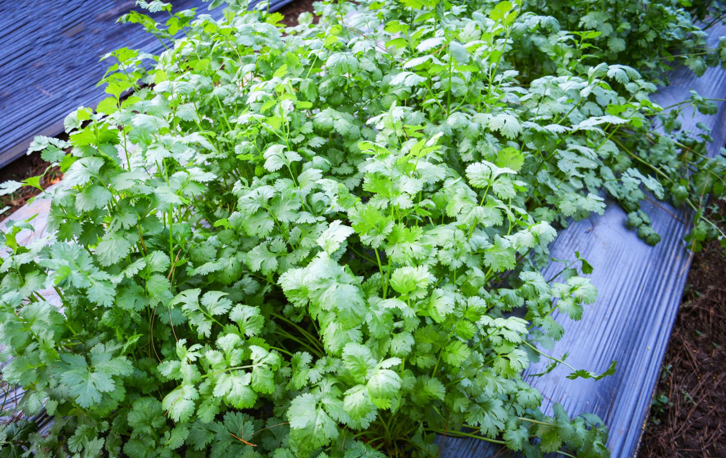 Coriandrum Sativum (Coriander)