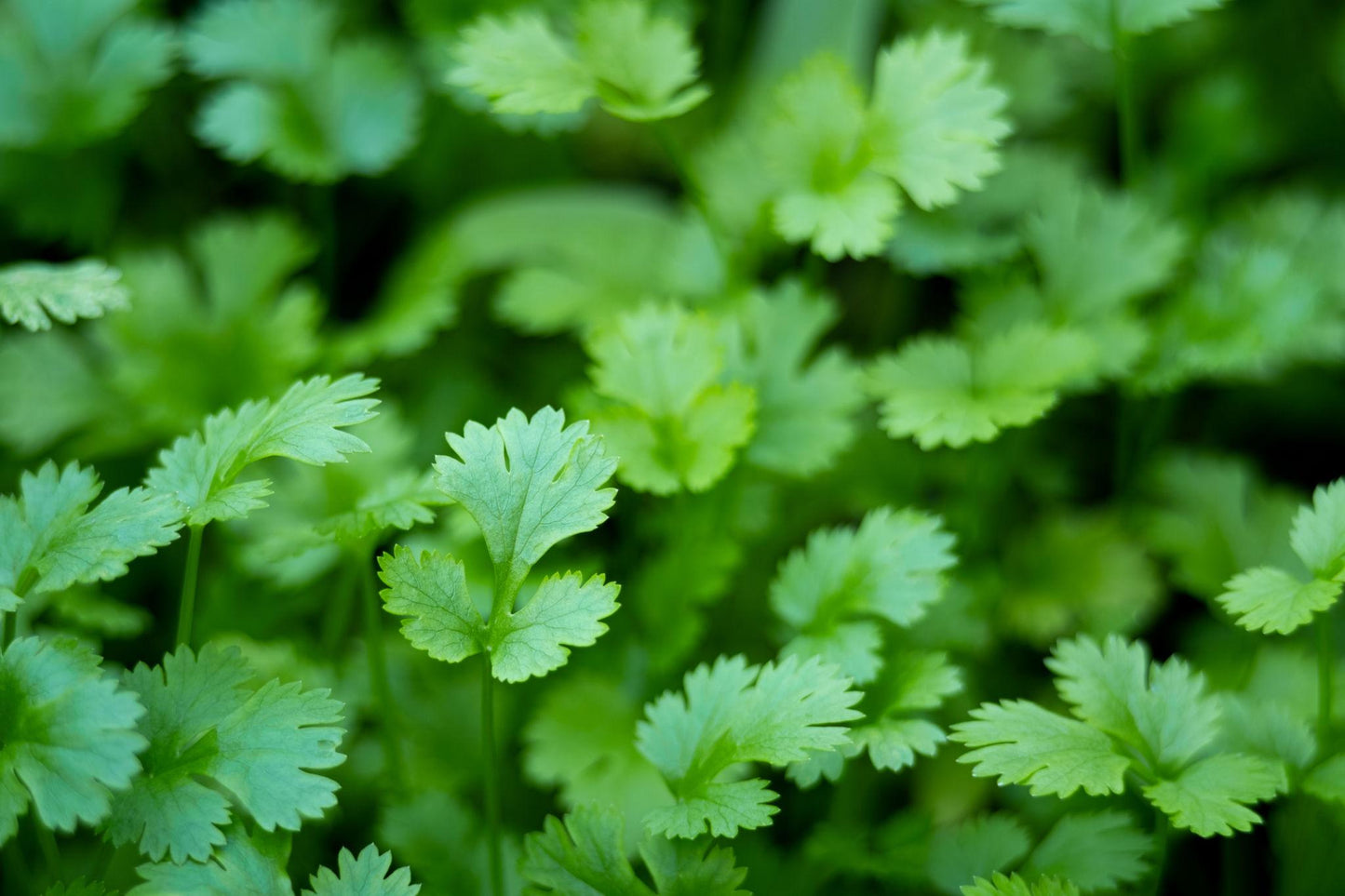 Coriandrum Sativum (Coriander)