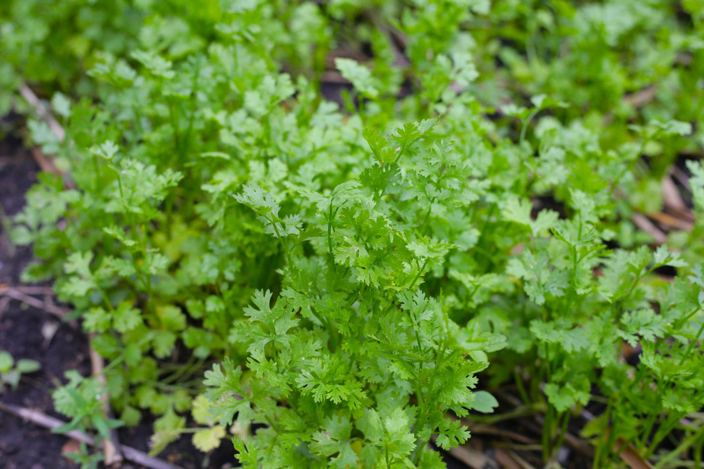 Coriandrum Sativum (Coriander)