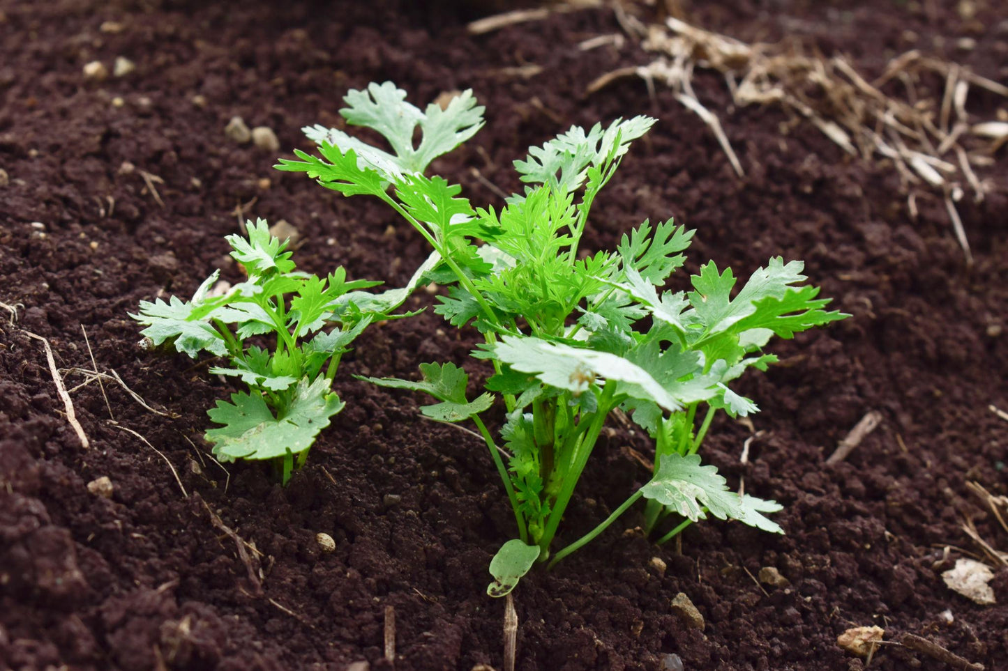 Coriandrum Sativum (Coriander)