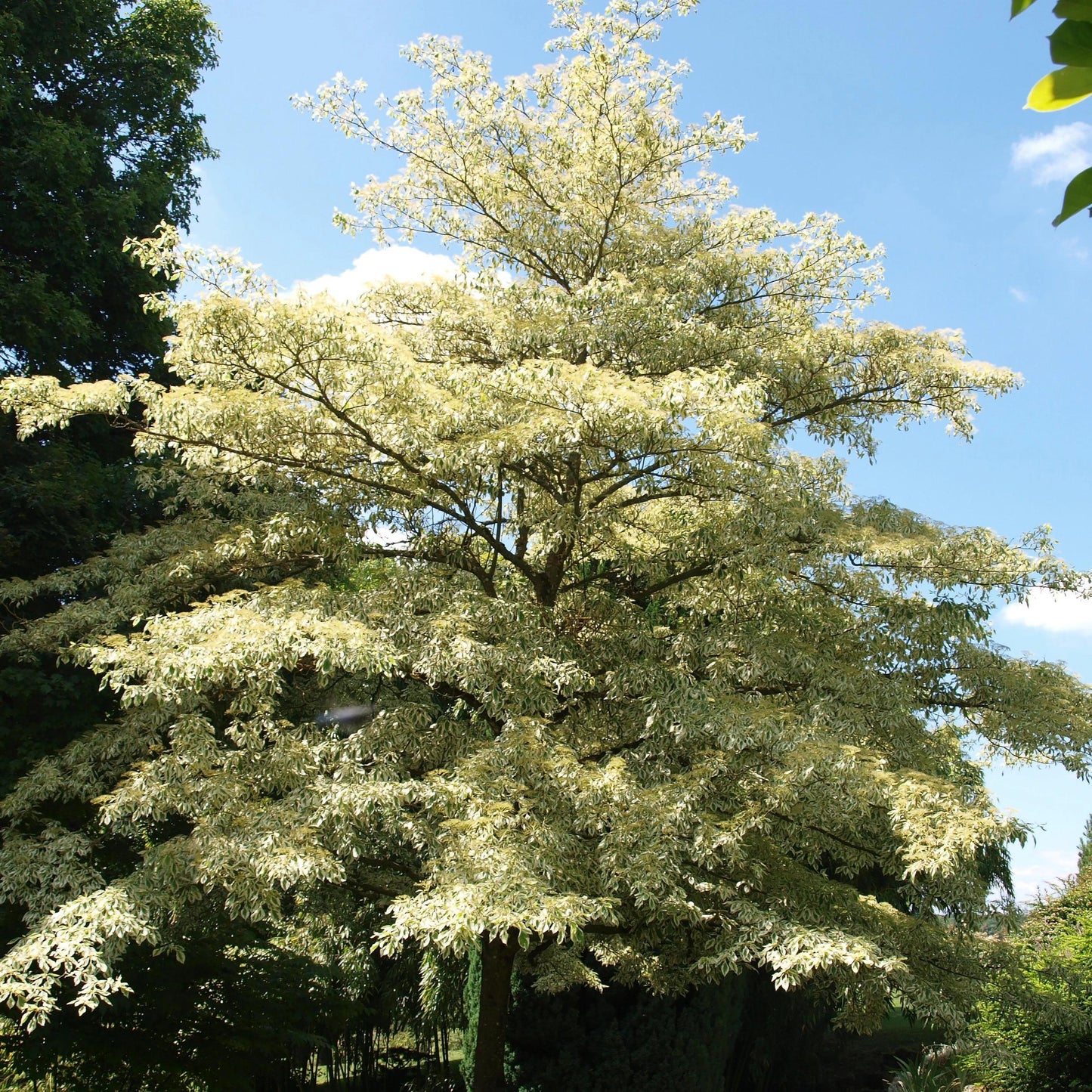 Cornus Controversa ‘Variegata’ (Variegated Wedding Cake Tree)