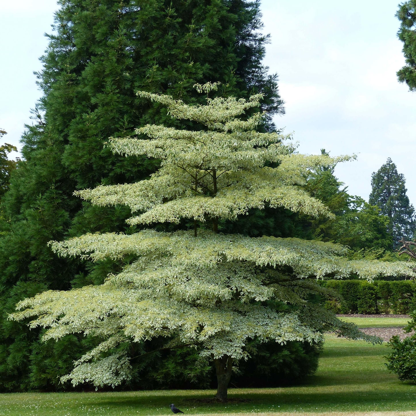 Cornus Controversa ‘Variegata’ (Variegated Wedding Cake Tree)