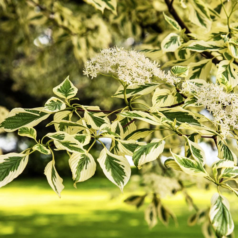Cornus Controversa ‘Variegata’ (Variegated Wedding Cake Tree)