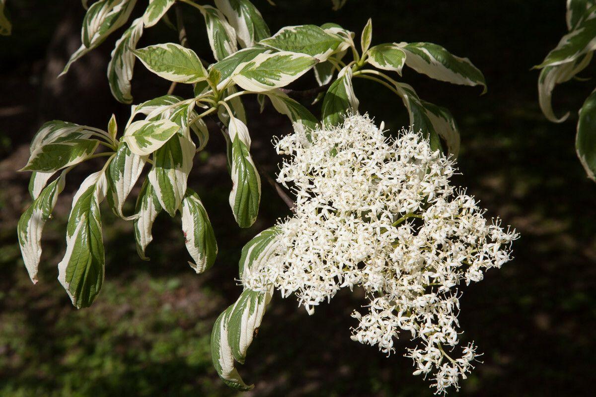 Cornus Controversa ‘Variegata’ (Variegated Wedding Cake Tree)