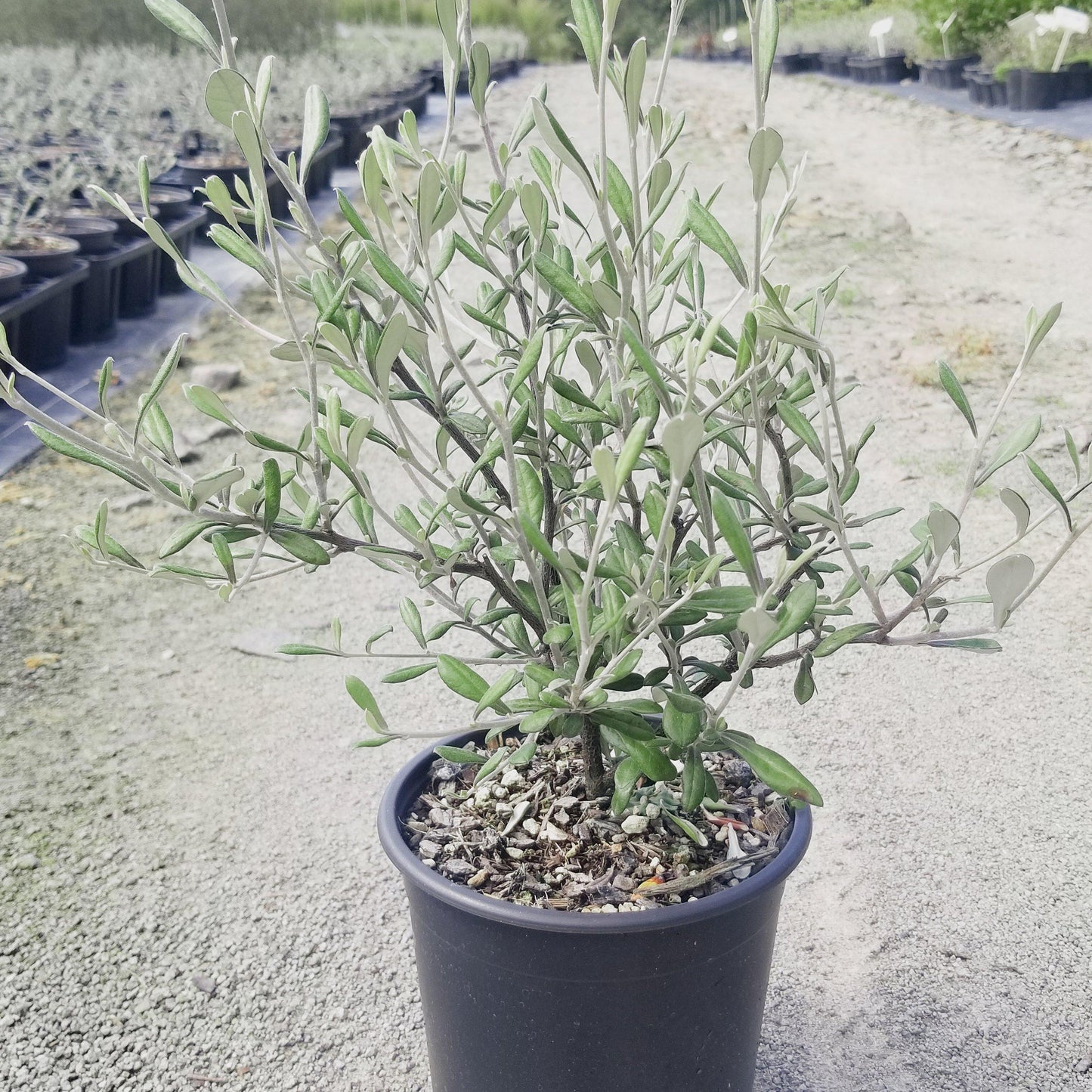 Corokia × Virgata 'Silver Ghost' (Silver Ghost Corokia)