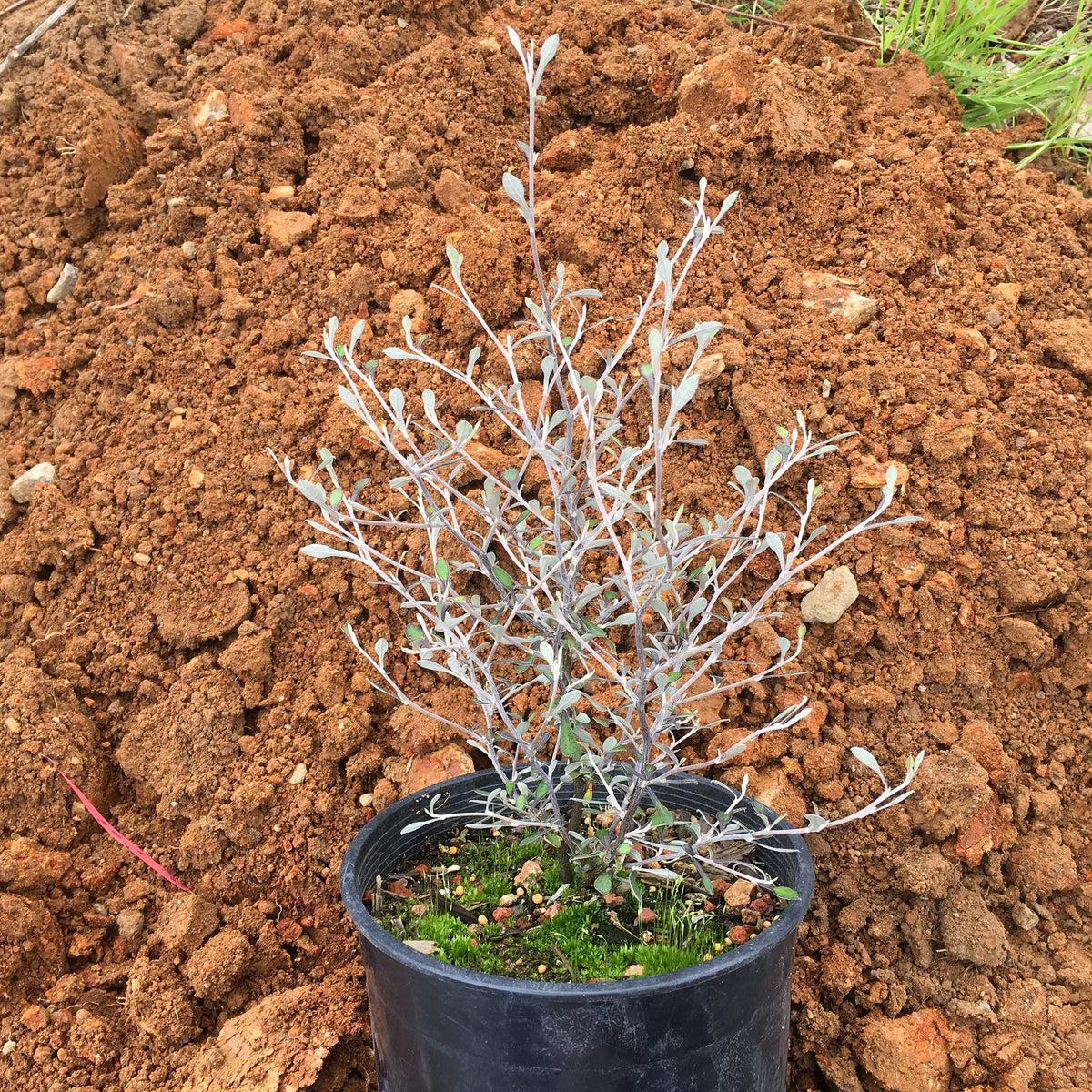Corokia × Virgata 'Silver Ghost' (Silver Ghost Corokia)