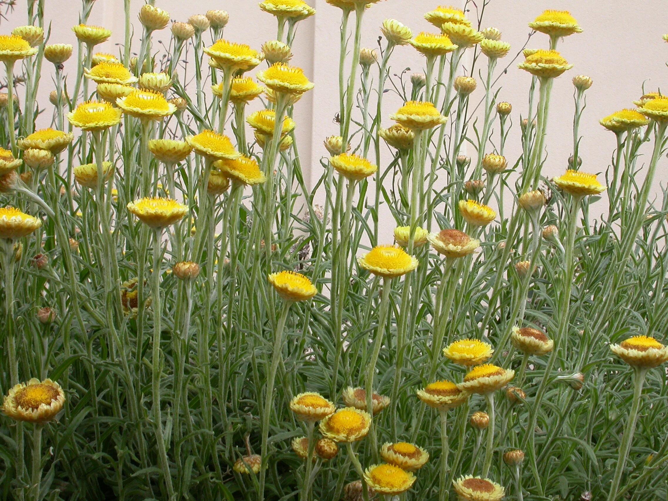Coronidium Scorpioides (Button Everlasting)