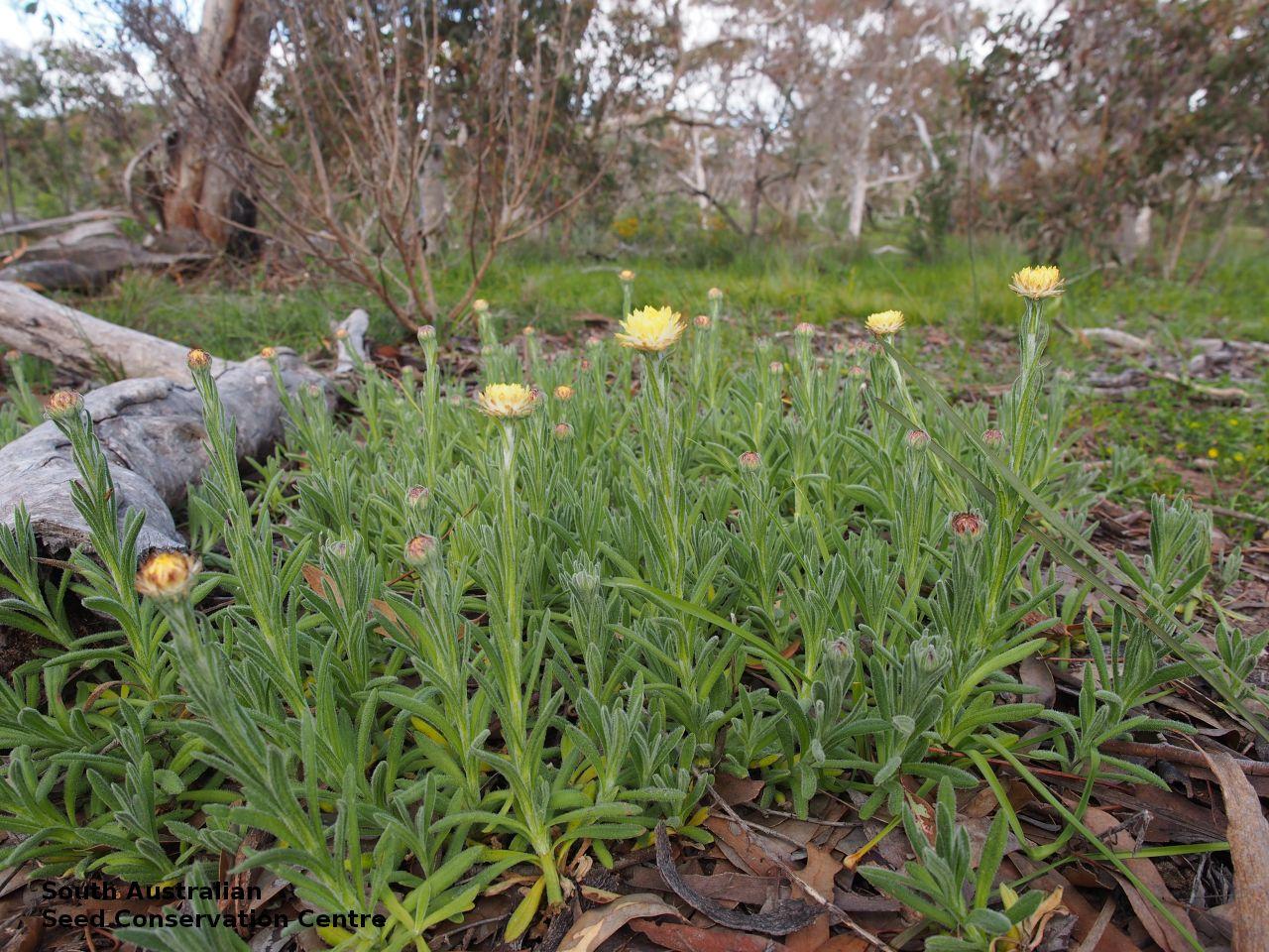 Coronidium Scorpioides (Button Everlasting)