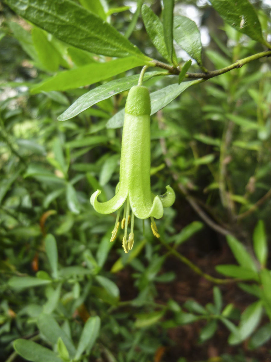 Correa glabra