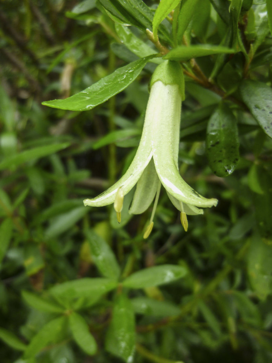 Correa glabra