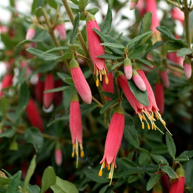 Correa Decumbens (Trailing Correa)