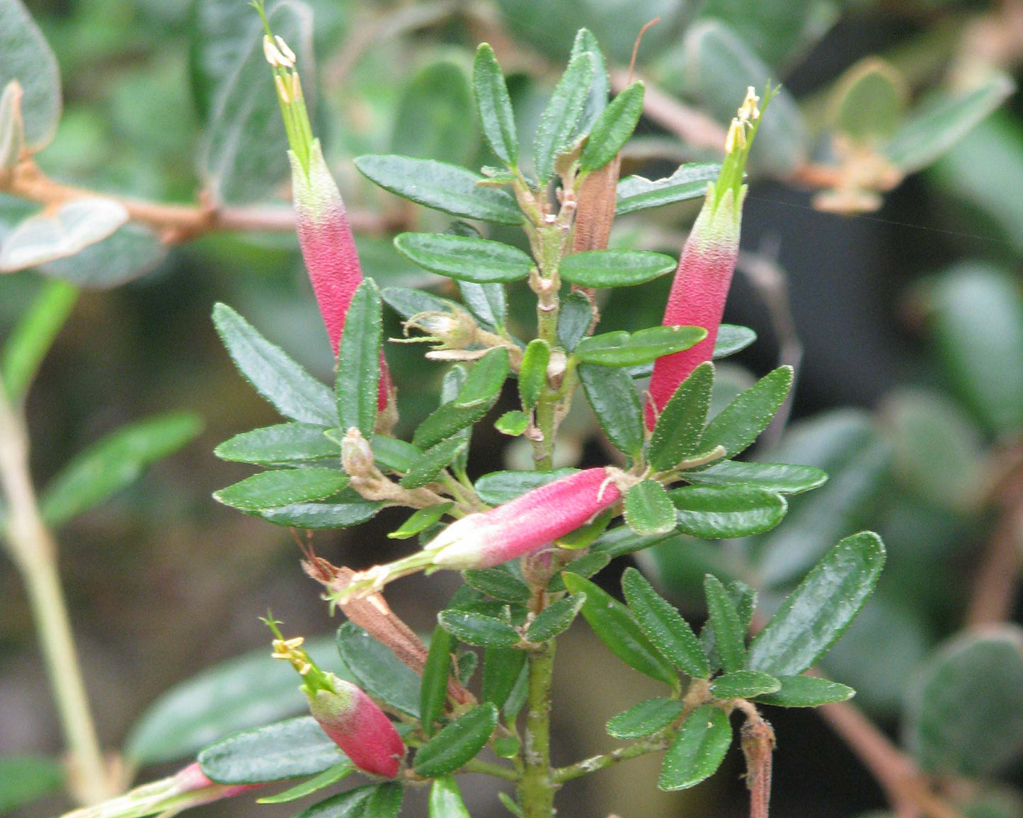 Correa Decumbens (Trailing Correa)