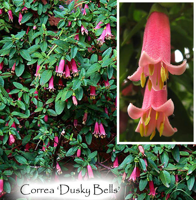 Correa ‘Dusky Bells’ (Dusky Bells Correa)