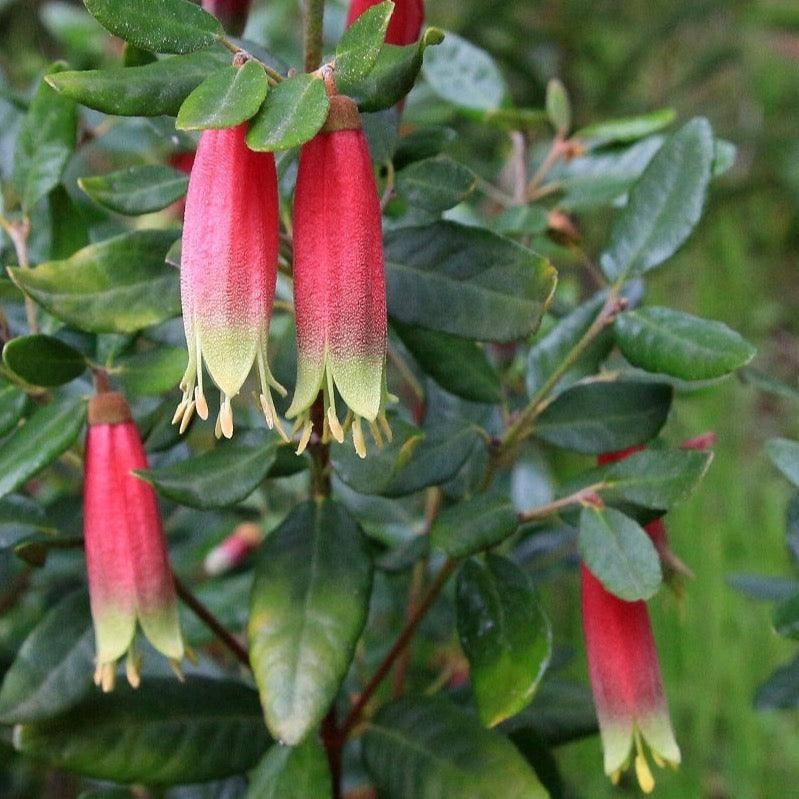 Correa Reflexa ‘Tucker Time Dinner Bells’