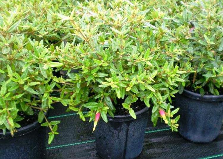 Correa Reflexa ‘Tucker Time Dinner Bells’