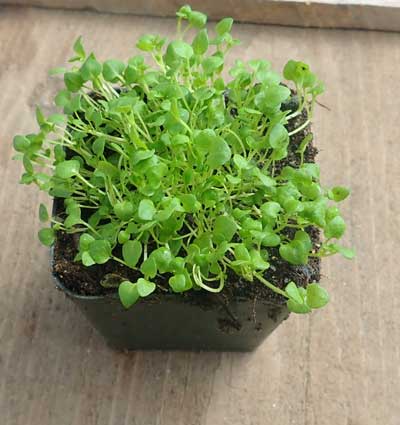 Mentha requienii (Corsican Mint)