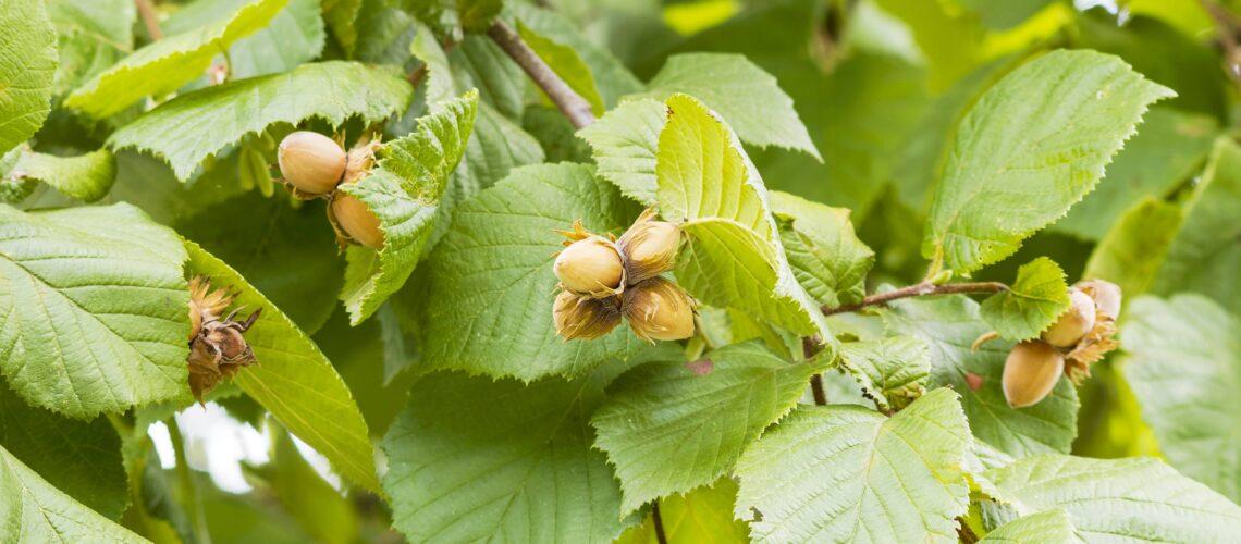 Corylus Avellana 'American White' (American White Hazelnut)