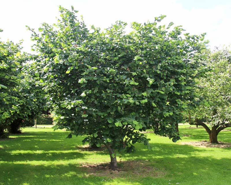 Corylus Avellana 'American White' (American White Hazelnut)