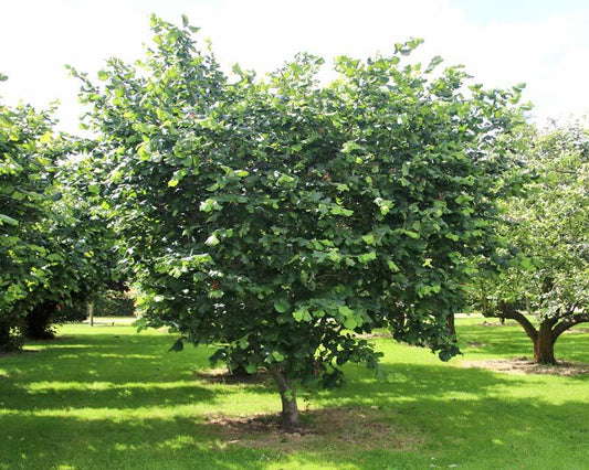 Corylus Avellana 'American White' (American White Hazelnut)
