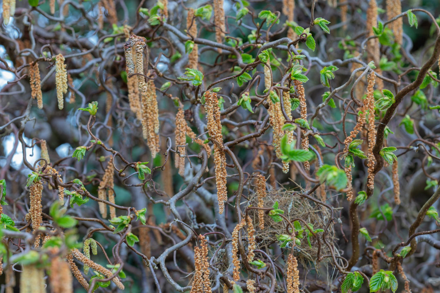 Corylus Avellana ‘Contorta’ (Crazy Filbert)