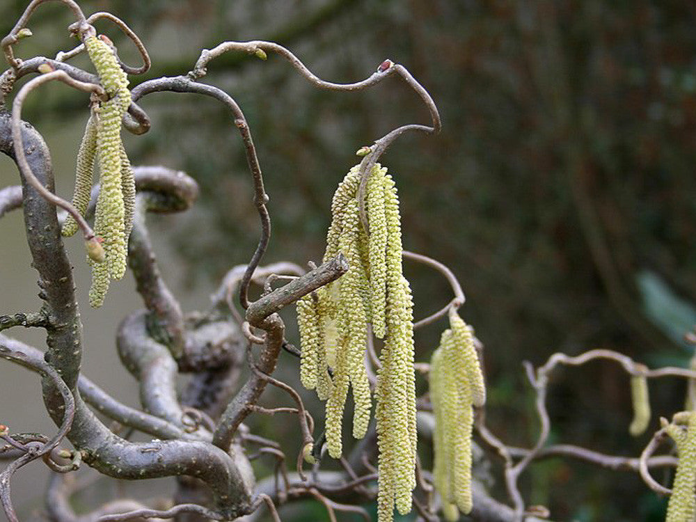 Corylus Avellana ‘Contorta’ (Crazy Filbert)