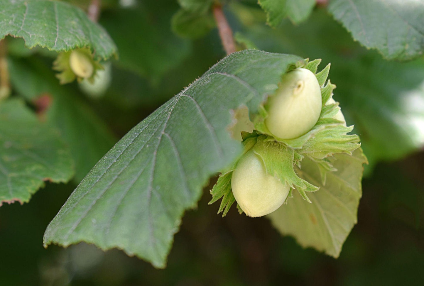 Corylus Avellana (Hazelnut)