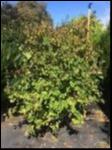 Corylus Avellana 'Barcelona' (Hazelnut Barcelona)