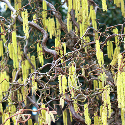 Corylus Avellana ‘Contorta’ (Crazy Filbert Standard)
