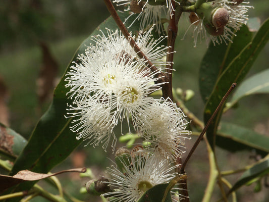 Corymbia Citriodora subsp. Variegata (Lemon-Scented Gum Variegata)