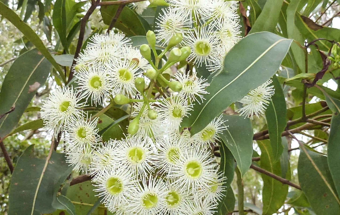 Corymbia gummifera (Red Bloodwood)