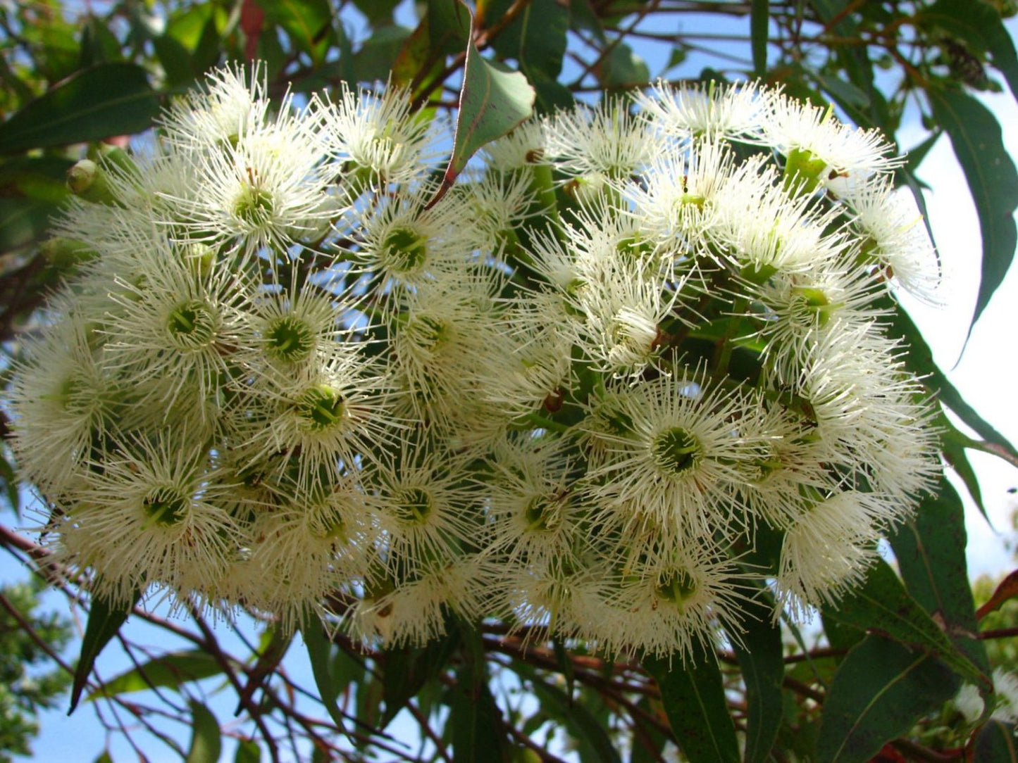 Corymbia gummifera (Red Bloodwood)