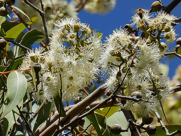 Corymbia Maculata (Spotted Gum Tree)