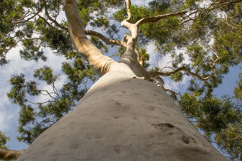 Corymbia Citriodora (Lemon-Scented Gum)
