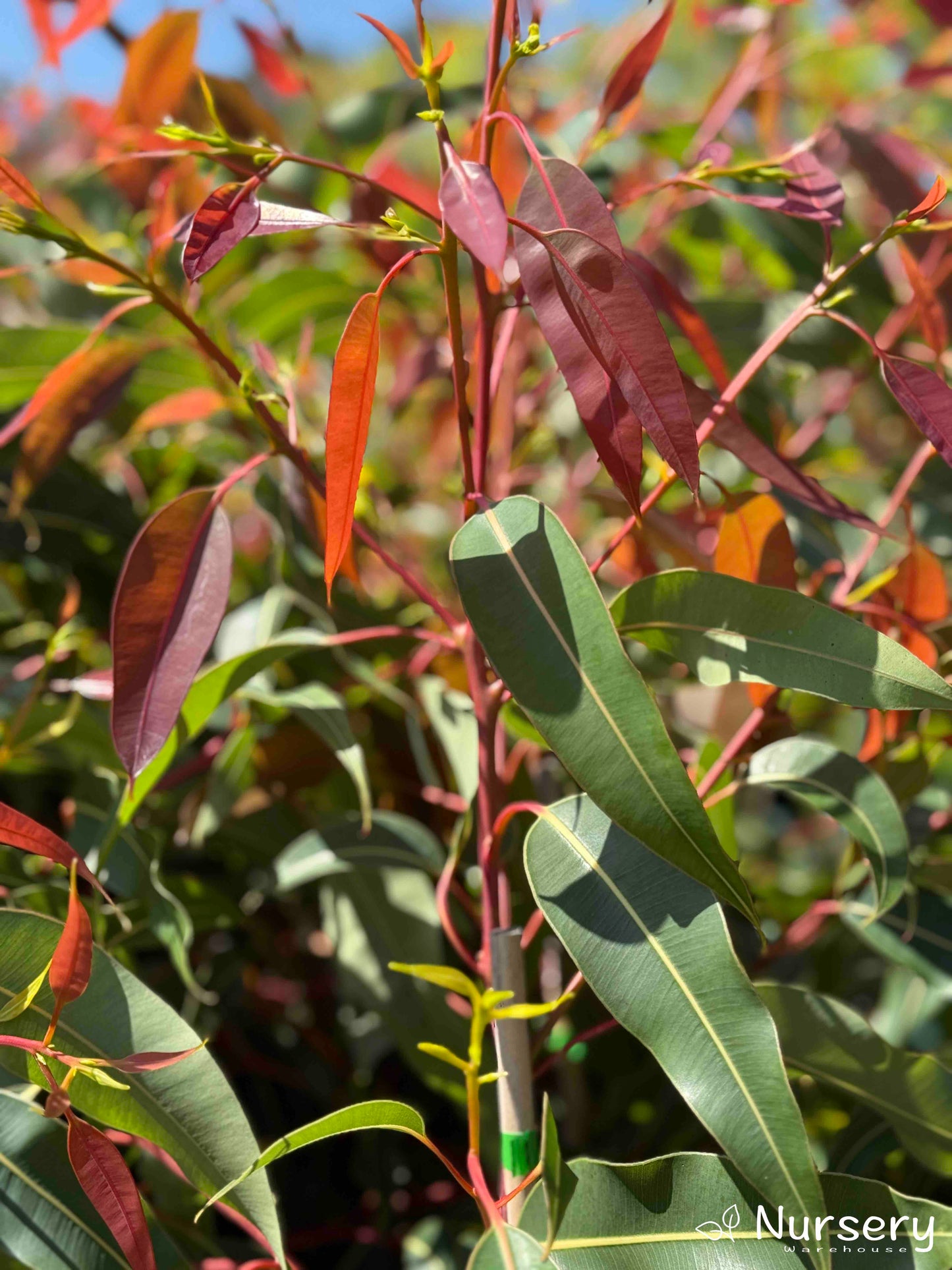 Corymbia 'Summer Red' (Flowering Gum 'Summer Red')