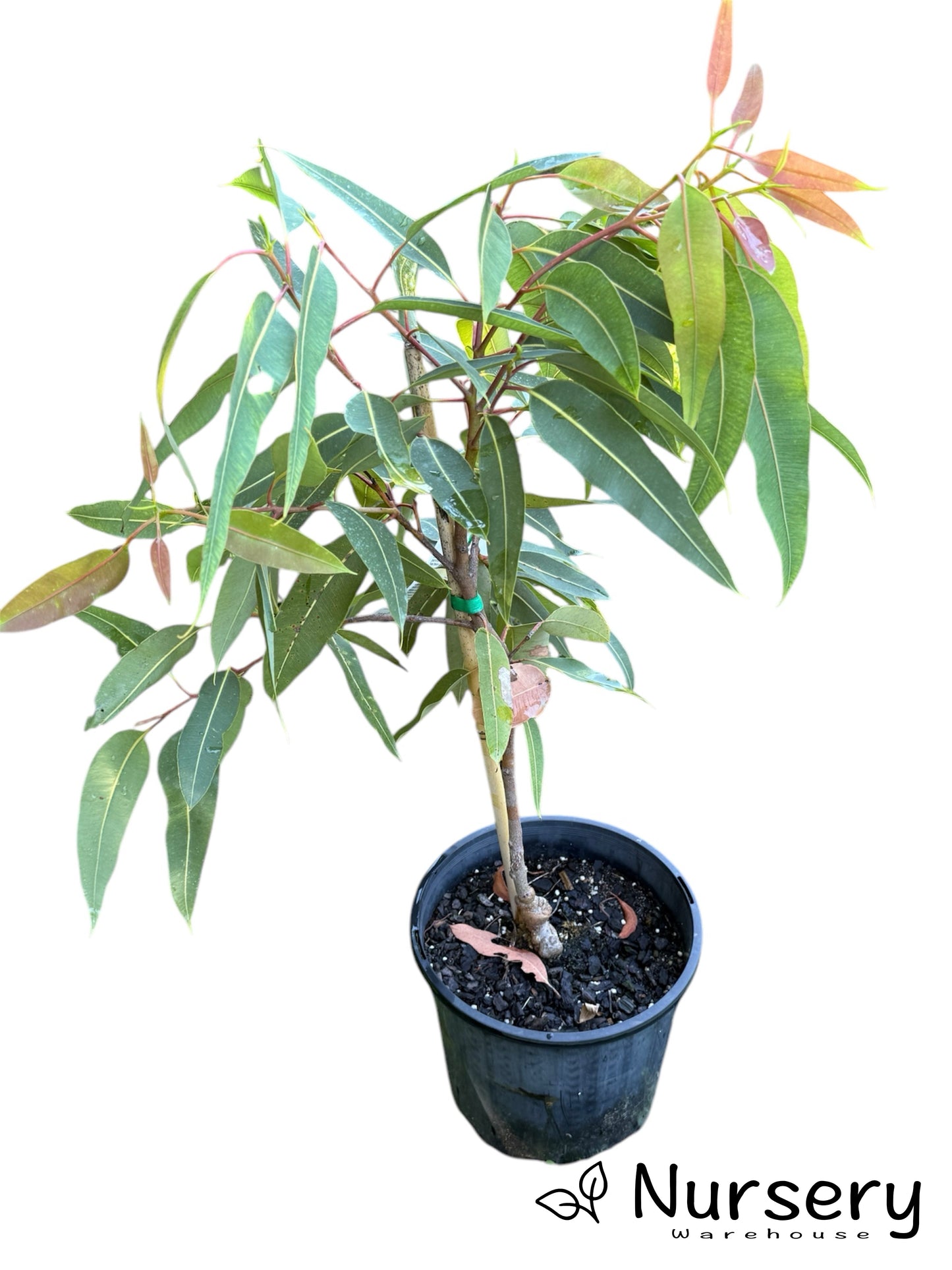 Corymbia 'Summer Red' (Flowering Gum 'Summer Red')