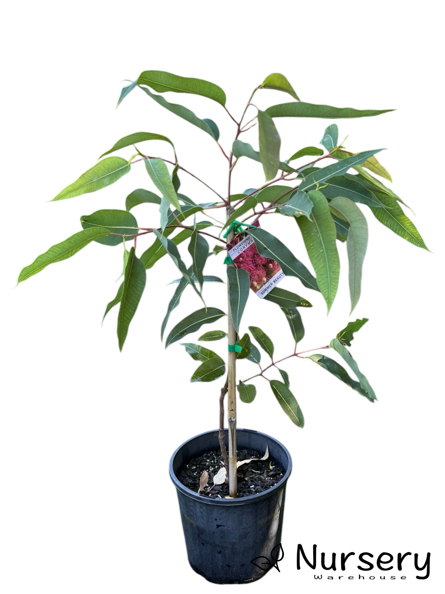 Corymbia 'Summer Beauty'