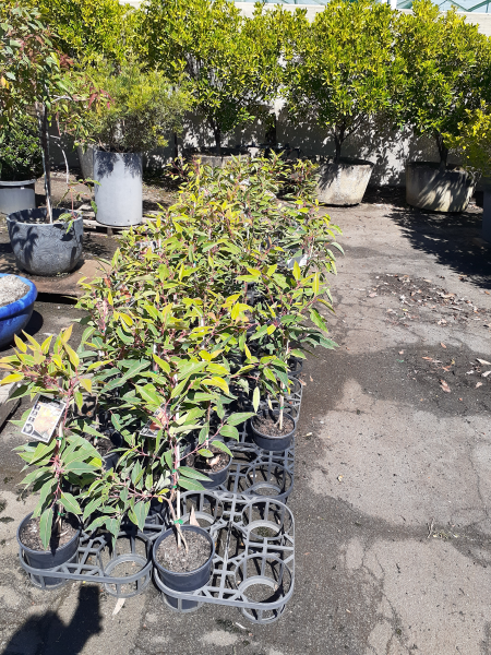 Corymbia Ficifolia (Dwarf Orange Flowering Gum) Grafted