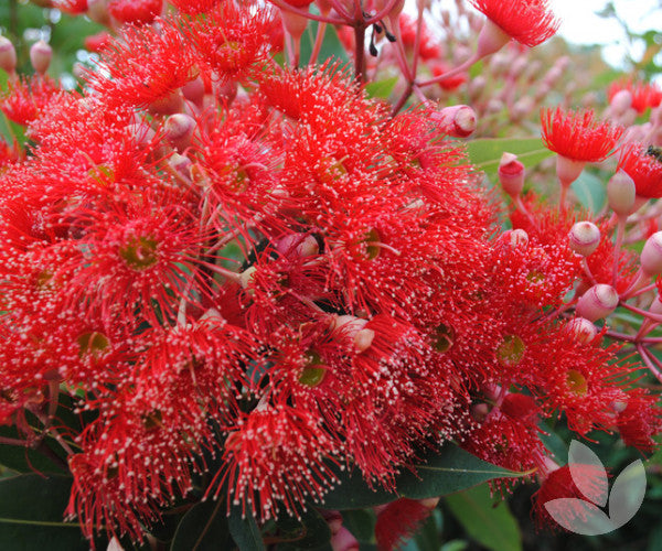 Corymbia Ficifolia (Wildfire Flowering Gum)