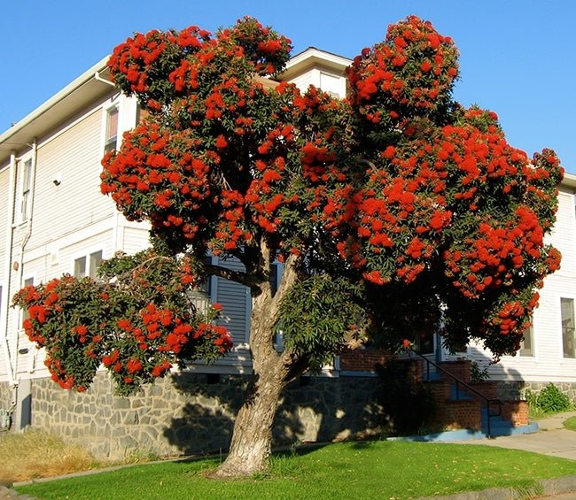 Corymbia Ficifolia (Wildfire Flowering Gum)