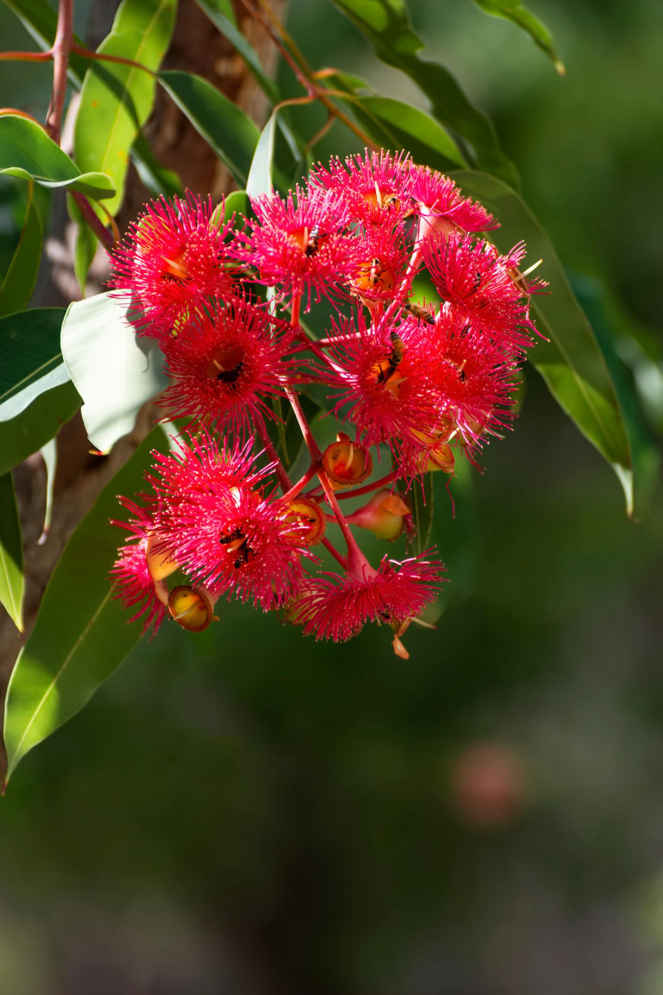 Corymbia Ficifolia (Wildfire Flowering Gum)