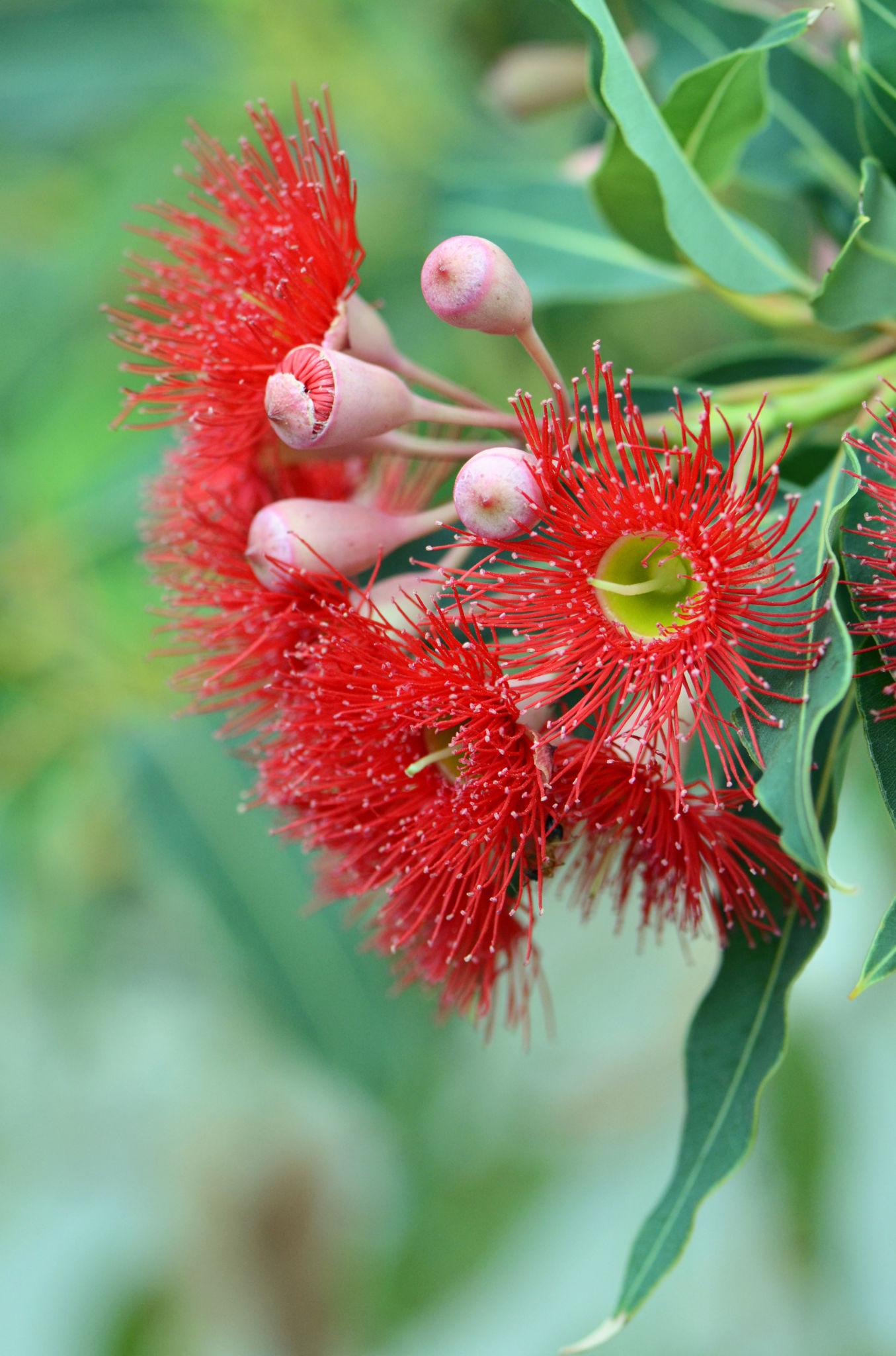 Corymbia Ficifolia (Wildfire Flowering Gum)