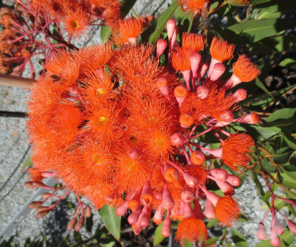Corymbia ficifolia ‘Baby Orange’ Grafted (Flowering Gum)