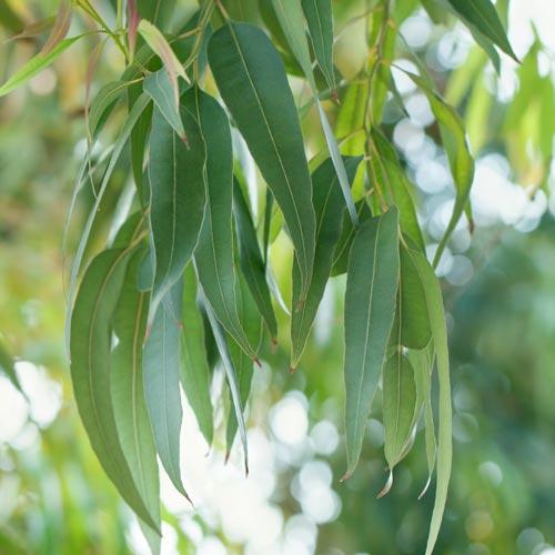 Corymbia Citriodora ‘Scentuous’ (Lemon-Scented Gum)